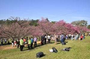 festival das cerejeiras