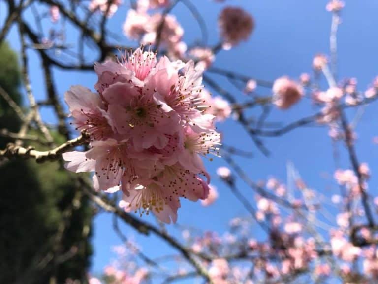 Nesse final de semana tem Festa da Cerejeira no Parque do Carmo em Sampa!