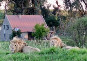lion house