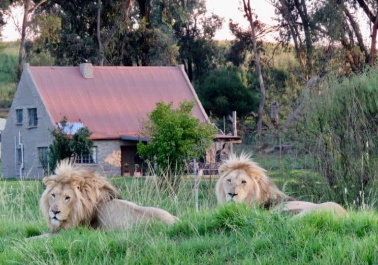 Lion House: a incrível casa para locação onde você dorme cercada por 77 leões