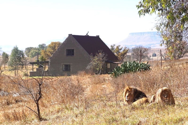 lion house