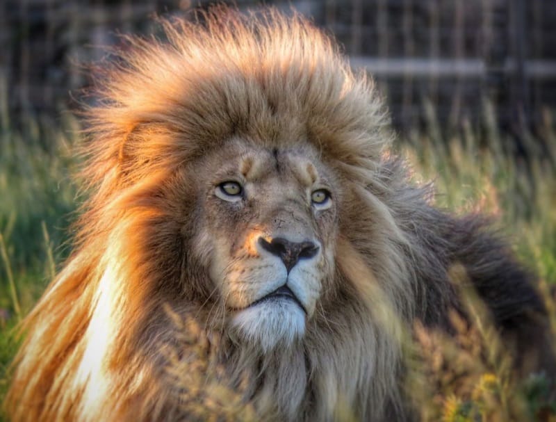 lion house