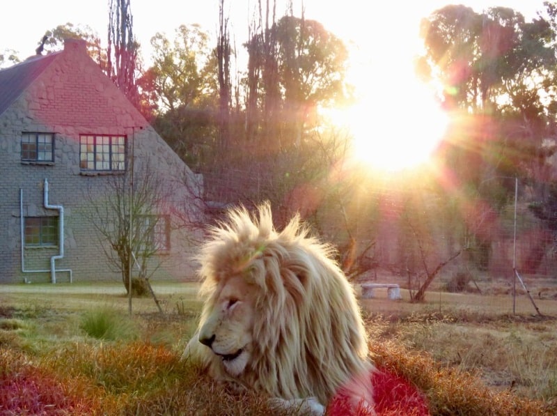 lion house