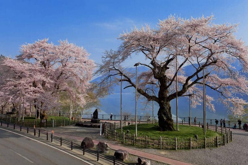 árvore no japão