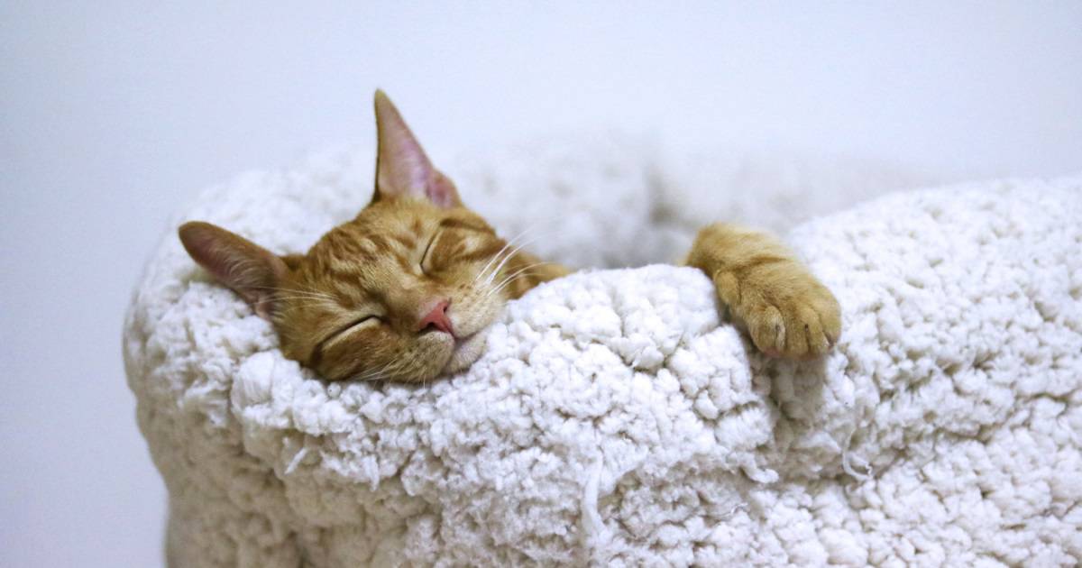 Que tal cuidar de pets em troca de hospedagem? Conheça o Trusted House Sitters