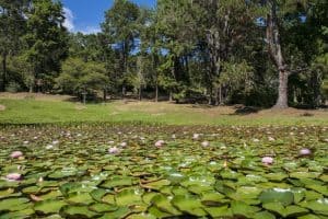 parque estadual de campos do jordão