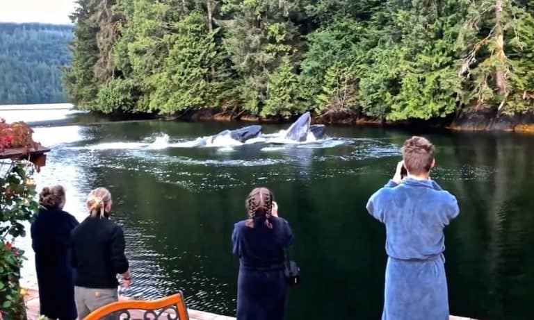 Baleias jubarte nadam perto de hotel, encantando hóspedes e toda a internet