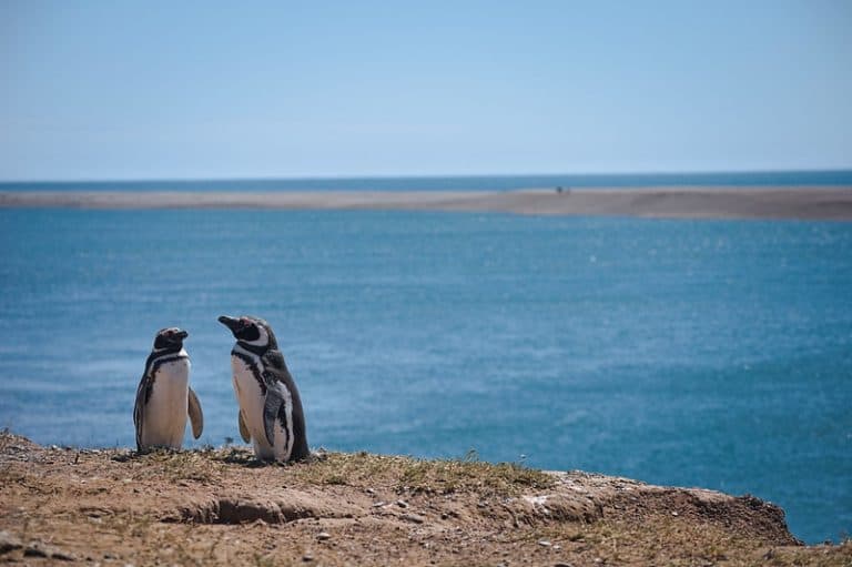 Encante-se com a fauna da Península Valdés, na Patagônia Argentina