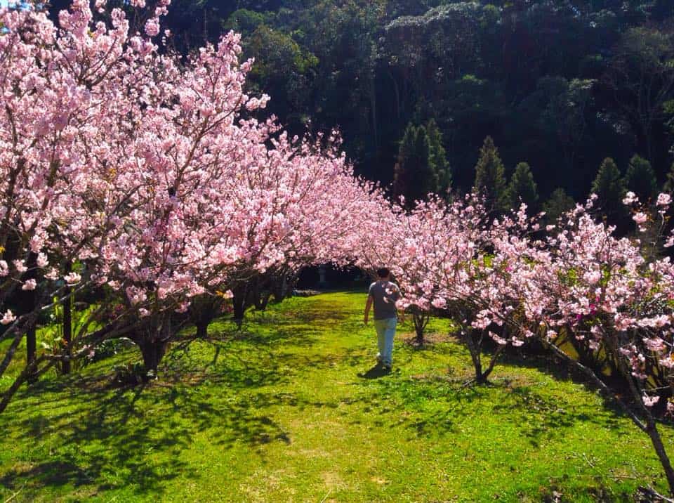 Passeios em São Paulo para fugir da mesmice