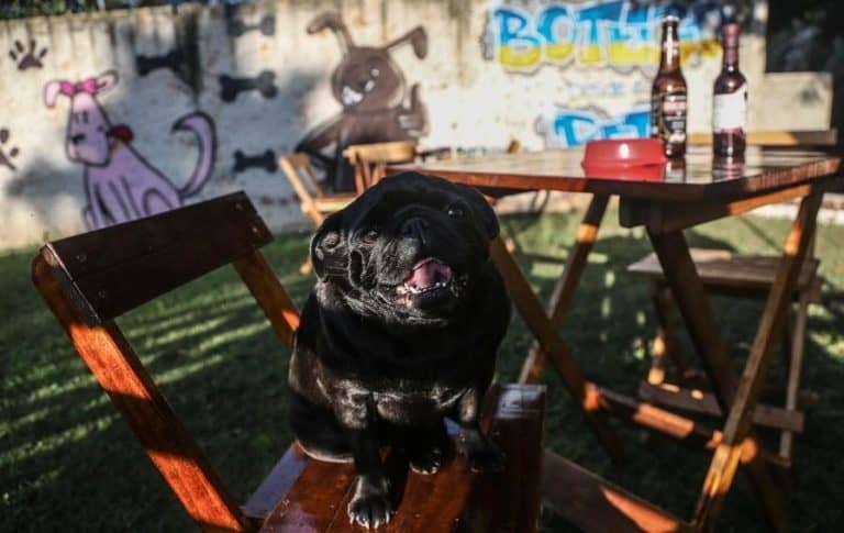 Boteco Pet em Curitiba tem atrações e cardápio especial para pets (e para seus donos também)