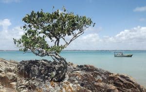 Ilha de Santo Aleixo: um paraíso pernambucano que você precisa conhecer