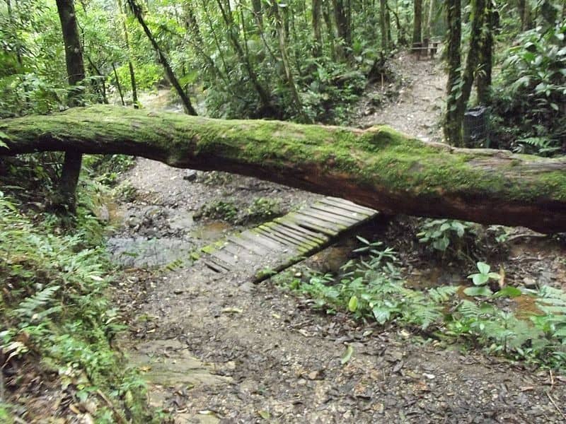 tapirai em sao paulo