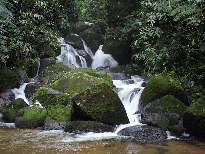 tapirai em sao paulo
