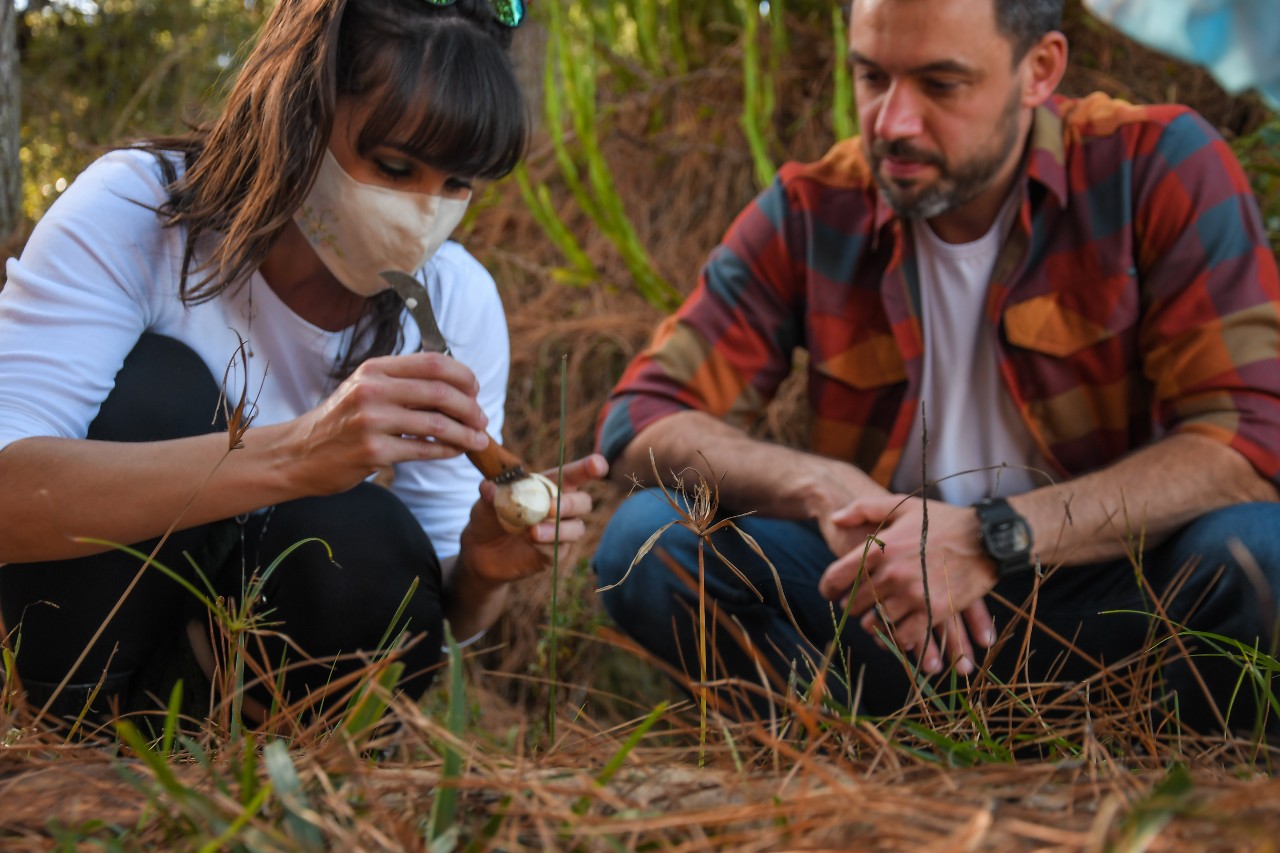 Caçar cogumelos para o jantar é experiência diferente em Cambará do Sul