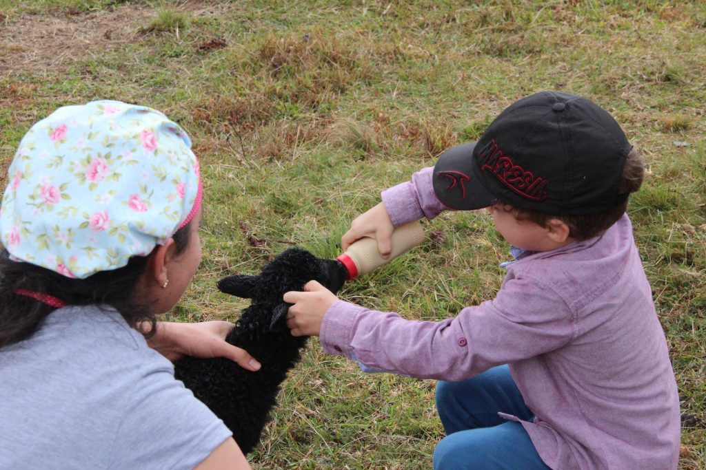 Contato com animais