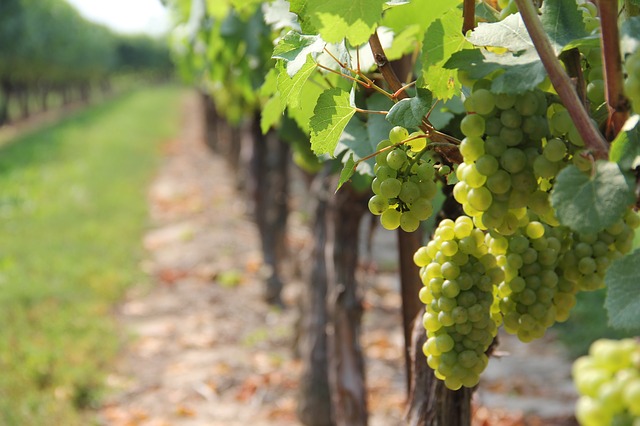 Aproveite para degustar sem preocupações a uva Torrontés e seus vinhos derivados, típicos de Cafayate. Foto: Pixabay