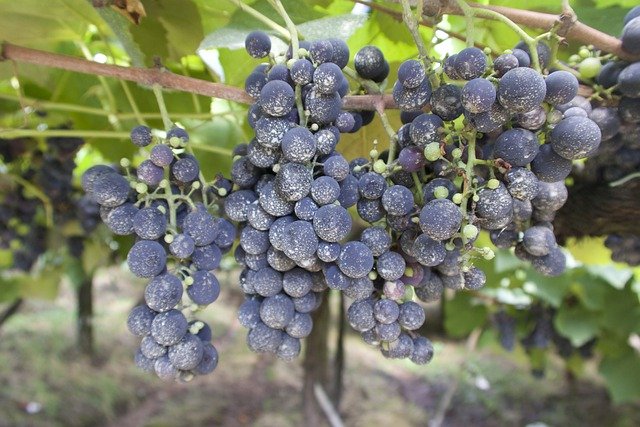  Na época da vindima, nos primeiros meses do ano, as uvas estão prontas para a colheita em Bento. Foto: Pixabay