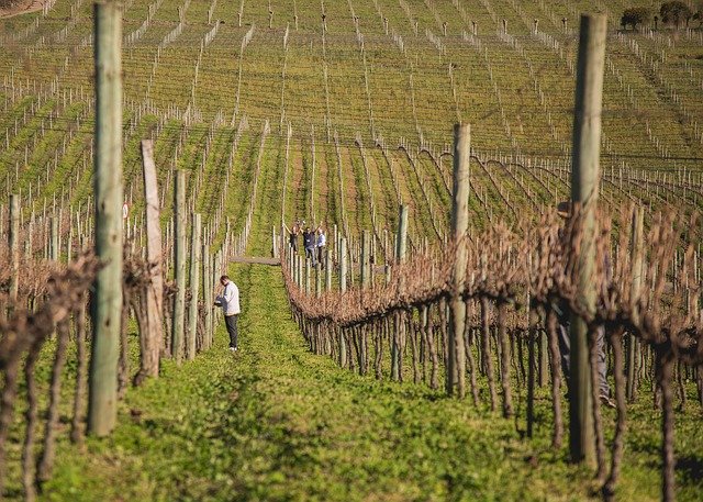 Região das vinícolas em Vale dos Vinhedos, pertinho de Bento Gonçalves/ Foto: Pixabay