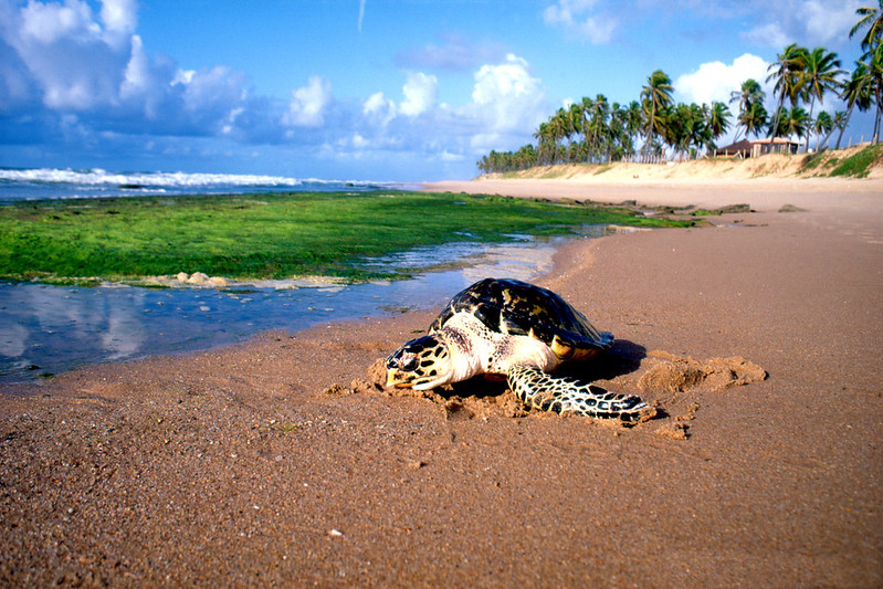 Veja de pertinho as tartarugas que são cuidadas no Projeto Tamar/Foto: Flickr