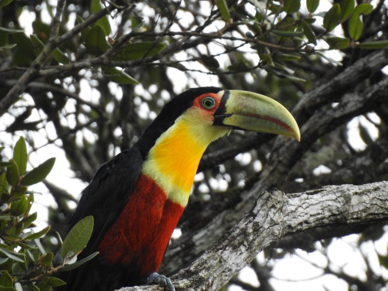 Observação de aves: tendência de turismo para apaixonados pela fauna e natureza