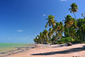 Aprecie o mar de uma cor inacreditável com os coqueiros fazendo sombra na Rota Ecológica de Alagoas/Foto: Flickr