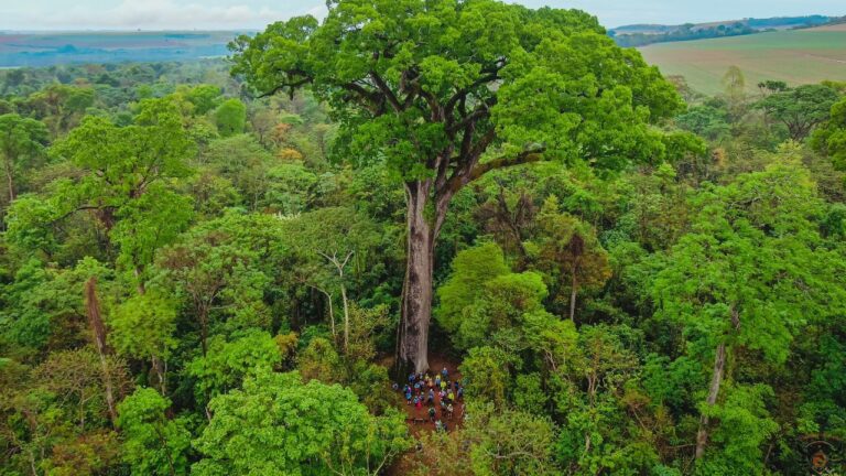 Visite o Parque Estadual Vassununga e veja a árvore mais antiga do país