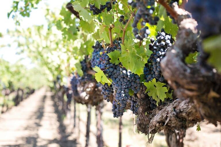 São Roque: destino pertinho de SP encanta com vinícolas e atividades ao ar livre