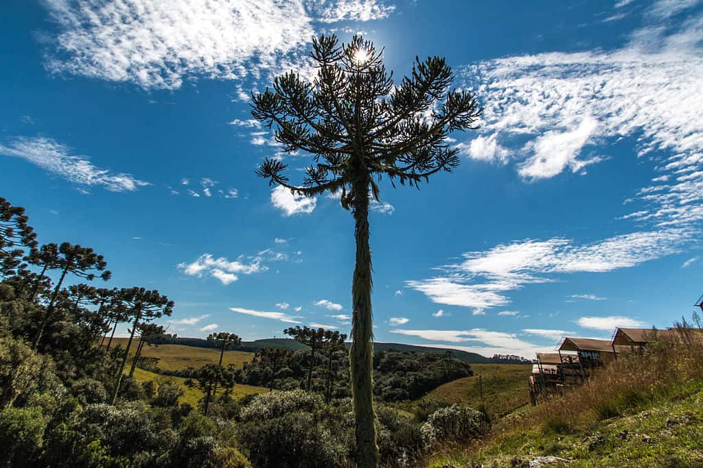 As Melhores Pousadas na Serra Gaúcha: Onde Ficar e O Que Fazer