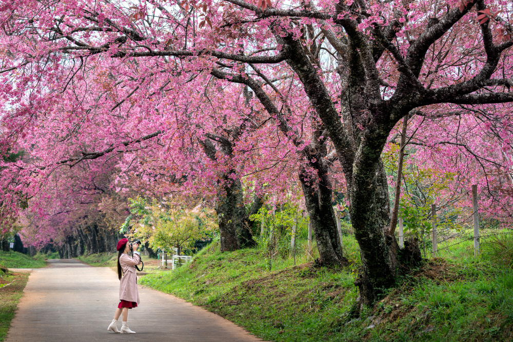 Cerejeiras no Japão