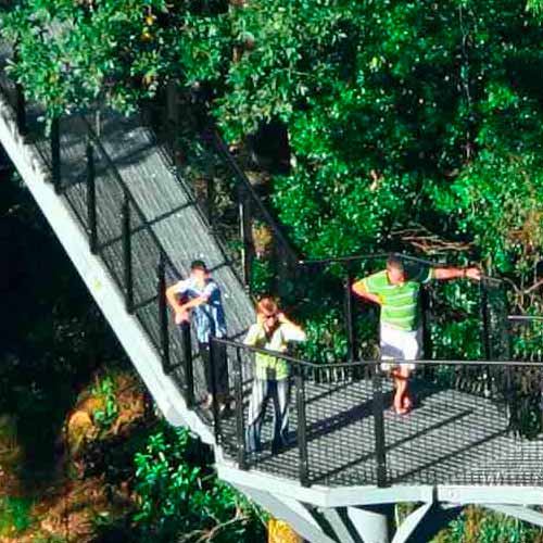 Tamborine Rainforest Skywalk