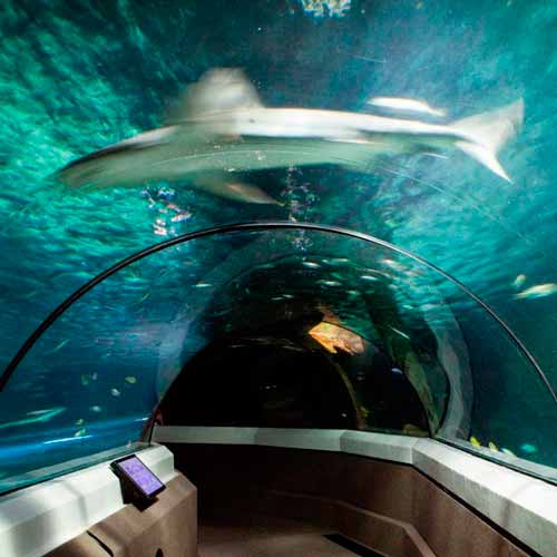 Aquário Sea Life Mooloolaba