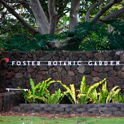 Jardim Botânico Foster