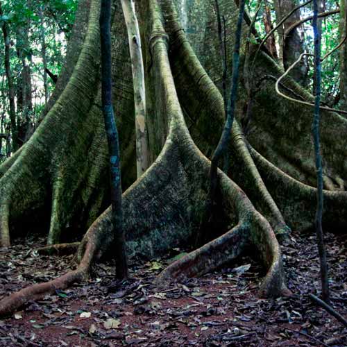 Parque Estadual da Mata dos Godoy