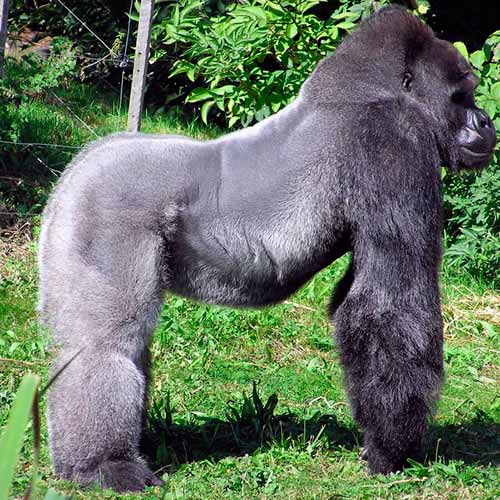 Jardim Zoológico de Bristol